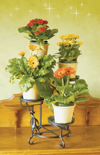 Fleurs - Pots de fleurs Indoor Flower Pots, Small Flower Pots, Plant ...