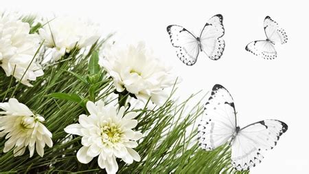 White Flowers White Butterflies - Flowers & Nature Background ...