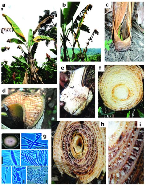 Fusarium Wilt Banana