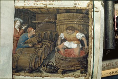 Traditional winemaking - Stock Image - V200/0110 - Science Photo Library