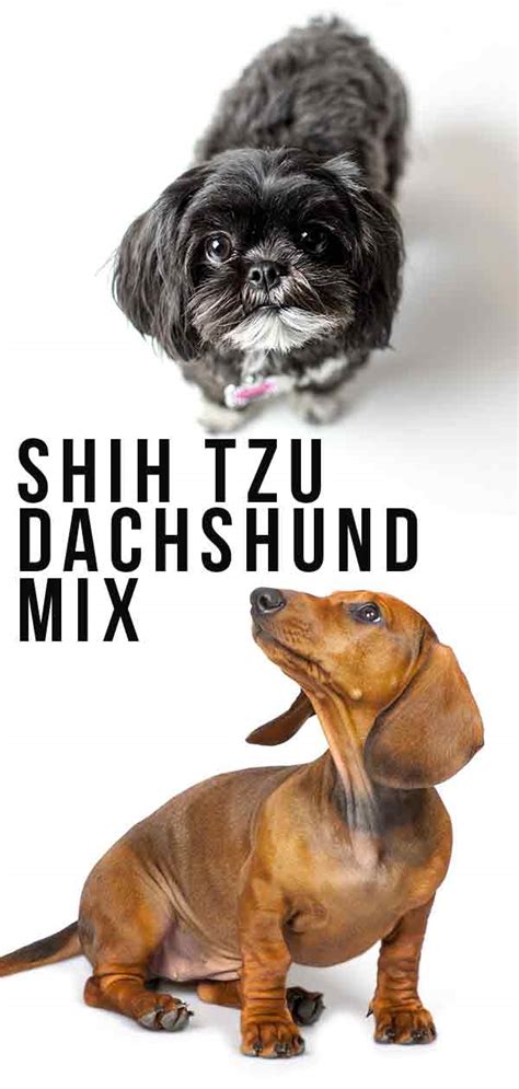 Shih Tzu Dachshund Mix - un perro pequeño con una gran personalidad | Share me