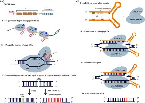 A chart illustrating the applications of genome editing in tomato ...