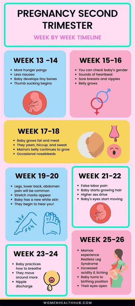 Infographic: 2nd Trimester Pregnancy Week by Week | 2nd trimester of pregnancy, Trimesters of ...