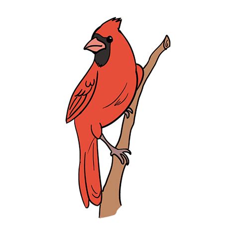 How to Draw a Cardinal Bird - Really Easy Drawing Tutorial