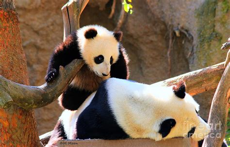 Panda Bear Baby Play Photograph by Tap On Photo - Pixels