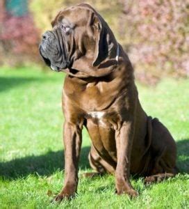 35 World's Largest Dog Breeds by Weight (and where they come from)