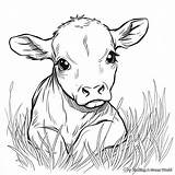 Calf Coloring Pages  Free & Printable sketch template