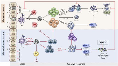 Mechanisms of allergen immunotherapy for inhaled allergens and ...