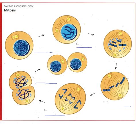 MITOSIS Chart Diagram | Quizlet