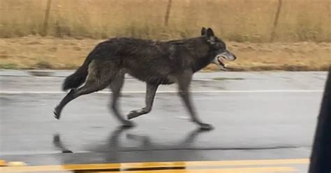 Officials Urge Caution After Possible Wolf Hybrid Spotted in Northern ...