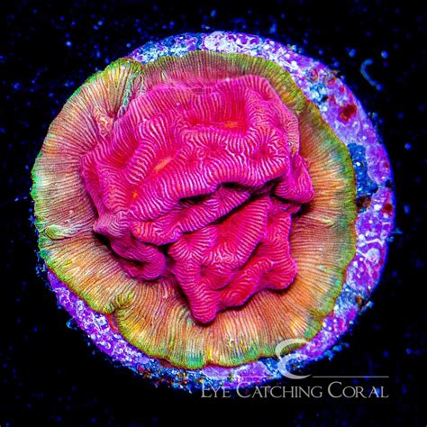 Tidal Gardens Pink Flamingo Leptoseris Frag | Aquacultured Frags | Eye ...