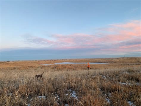 Pheasant Hunting: How to Get Started | GearJunkie