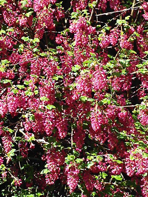 Pink Flowering Shrubs - Viewing Gallery