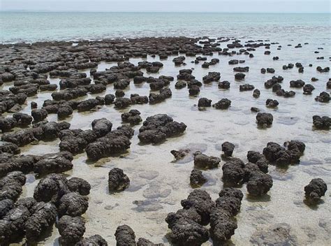 What is the Difference Between Stromatolites and Thrombolites - Pediaa.Com