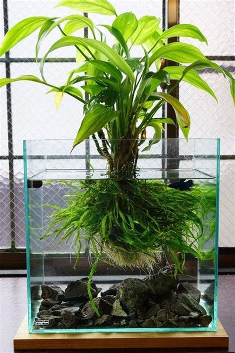 Plant ID? : PlantedTank Aquarium Aquascape, Planted Aquarium, Aquascaping, Nature Aquarium ...