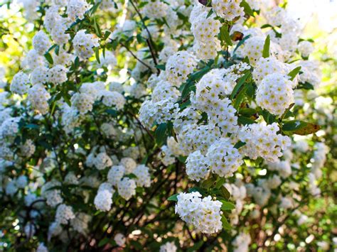 Spirea Flowering Time