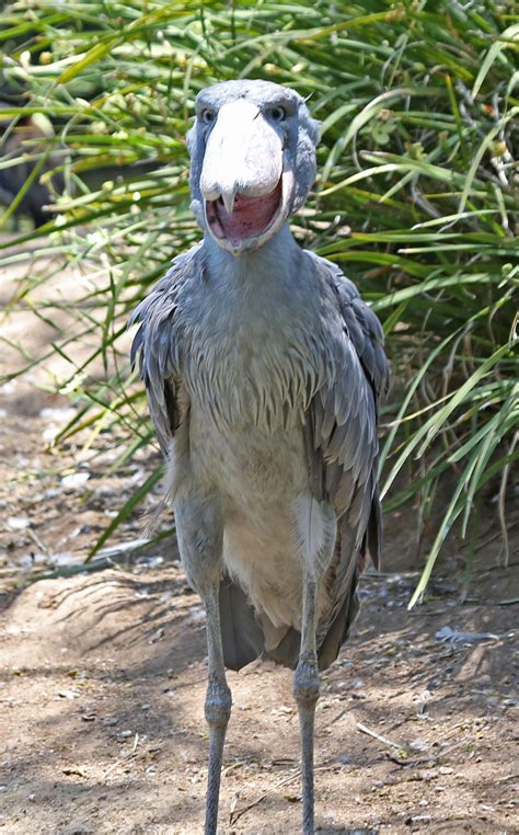 Pictures and information on Shoebill