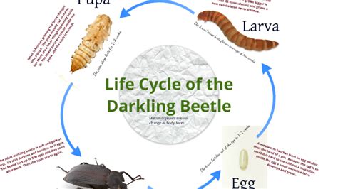 mealworm life cycle timeline - Breanna Lira