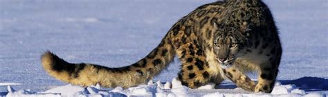 Snow Leopard Trekking Ladakh