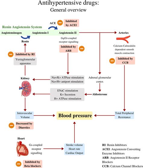 Mechanism Of Action Of Anticancer Drugs