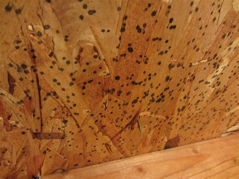 mold - What is this stuff in the attic? - Home Improvement Stack Exchange