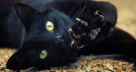 Understanding Black Dog and Black Cat Halloween Myths | BeChewy