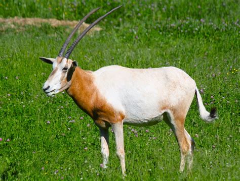 Scimitar Horned Oryx Animals | Amazing Facts & Latest Pictures | All Wildlife Photographs