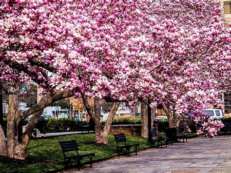 Jane Magnolia Tree | The Tree Center™