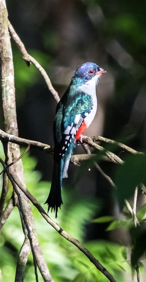 Picture of a Cuban trogon - About Wild Animals