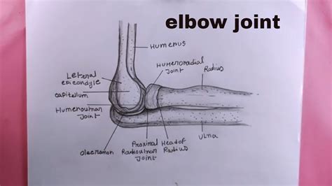 Elbow Joint Ligaments And Tendons