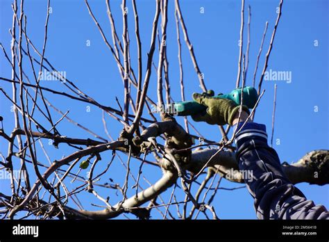 Winter pruning of apple tree with electric secateurs , agriculture ...