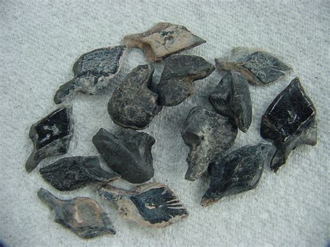 10 fossil garfish scales & 5 fossil tilly bones pack 1 : Southern Arrow, Fossil Shells From ...