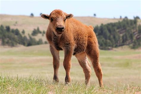 Buffalo calf-photo by Joe Tieszen | Baby buffalo, Bison photo, American bison