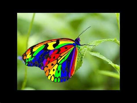 Bals mariposa de mil colores - YouTube