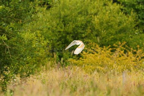 Barn owl flying stock photo. Image of white, flight - 187167242