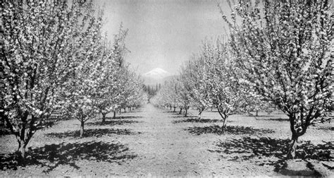 Apple Orchard Blossom with Mount Hood in Oregon image - Free stock photo - Public Domain photo ...