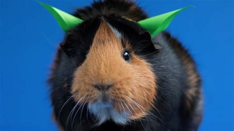 13 Epically Cute Guinea Pig Costumes That Win Halloween | BeChewy