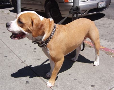 Dog of the Day: Axl the Bulldog/Beagle Mix? | The Dogs of San Francisco