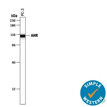 AHR Antibodies: Novus Biologicals