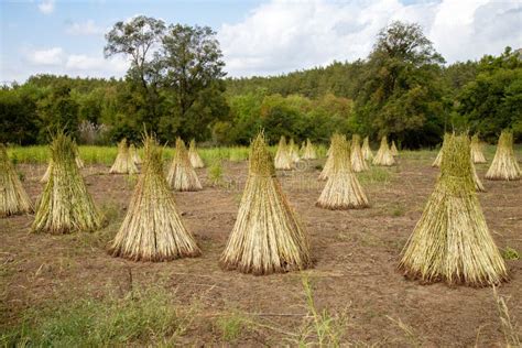 Sesame Plants on the Agricultural Farm Stock Photo - Image of crop, produce: 177092578