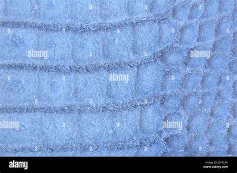 Crocodile skin pattern backside Stock Photo - Alamy