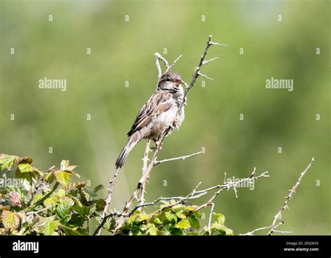 Tree Sparrow. Female (Passer montanus Stock Photo - Alamy