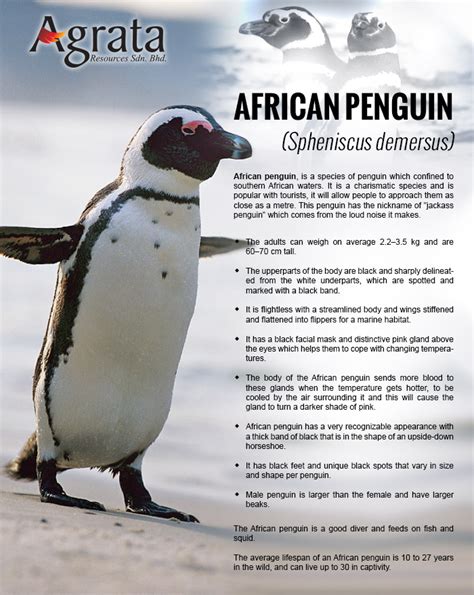 African Penguin