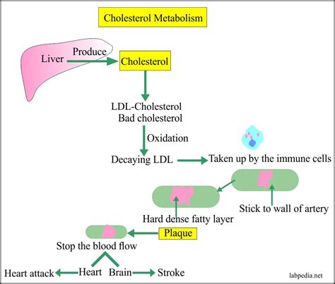 Cholesterol Synthesis In Liver