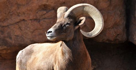 Bighorn Sheep Animal Facts | Ovis canadensis | AZ Animals