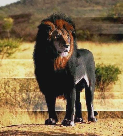 The opposite of albinism called melanism, a recessive trait where the skin and fur are all black ...