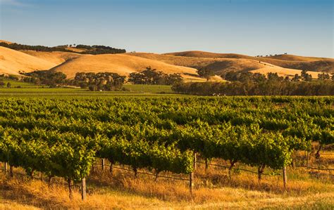 Bucket List This … Barossa Valley, Australia - Everything Zoomer