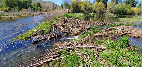 Slowing Down Streams for Salmon • The National Wildlife Federation Blog : The National Wildlife ...