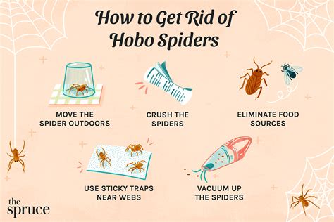 Hobo Spider Web