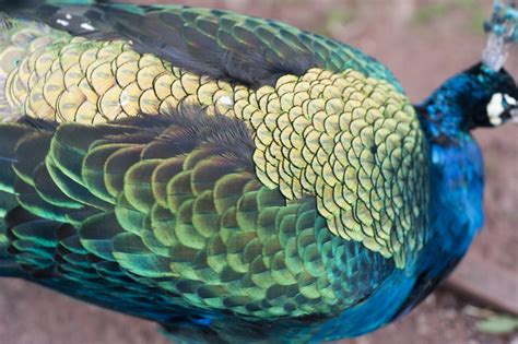 Free Stock Photo 6250 Wing of a peacock | freeimageslive